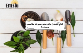 گیاهان مناسب برای بخور صورت 