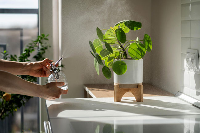رطوبت برای گیاهان آپارتمانی